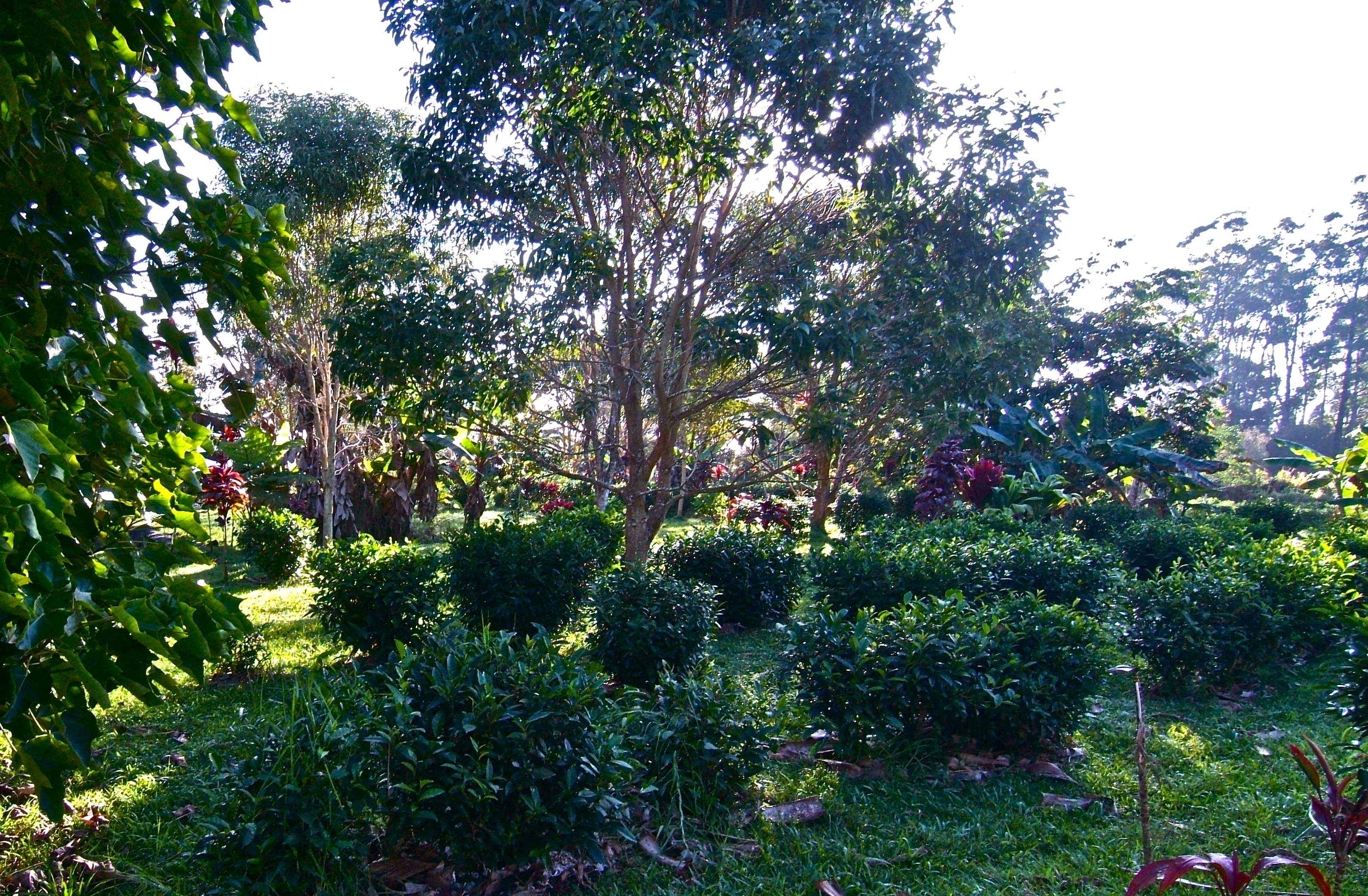 TTBigIsland